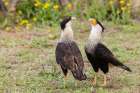 USA-South Texas Laguna Seca-crested caracara pair Art Print